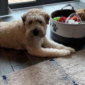 Meet your Posher, Susie